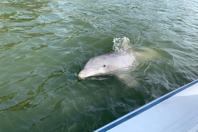 private-hilton-head-dolphin-tour-2