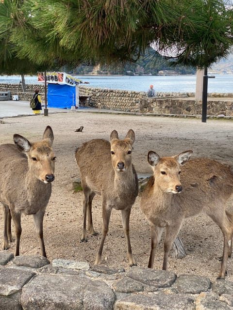 Private Hiroshima and Miyajima Tour with Licensed Guide - Final Thoughts: Who Will Benefit Most?