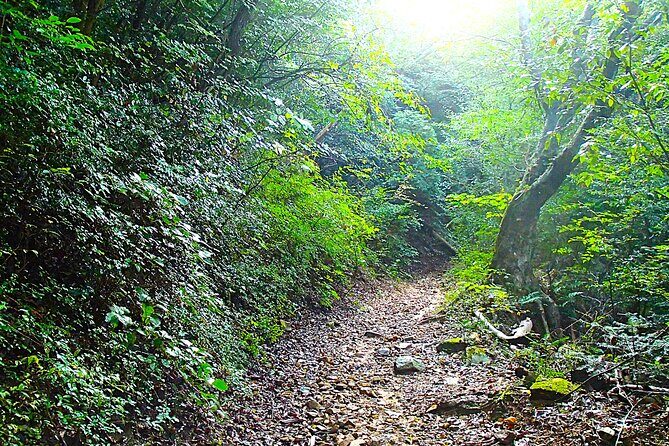 Private Historic Road Hike in the Healing Forest of Arima - Who Should Consider This Tour?