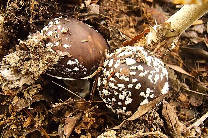 Private Historic Road Hike in the Healing Forest of Arima - Final Thoughts