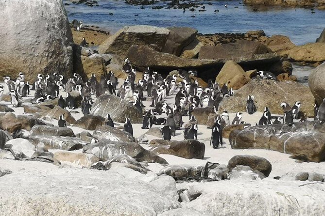 Private Historical Cape Town City and Scenic Passes Tour. - Authentic Experiences & Unique Insights
