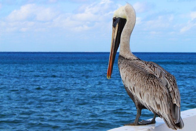 private-historical-wildlife-and-dolphin-cruise-south-padre-island