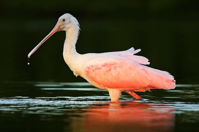 private-historical-wildlife-and-dolphin-cruise-south-padre-island