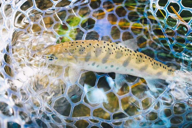 private-hokkaido-fishing-tour-with-a-licensed-fisherman