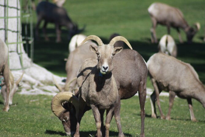 private-hoover-dam-and-valley-of-fire-combo-tour-with-brunch