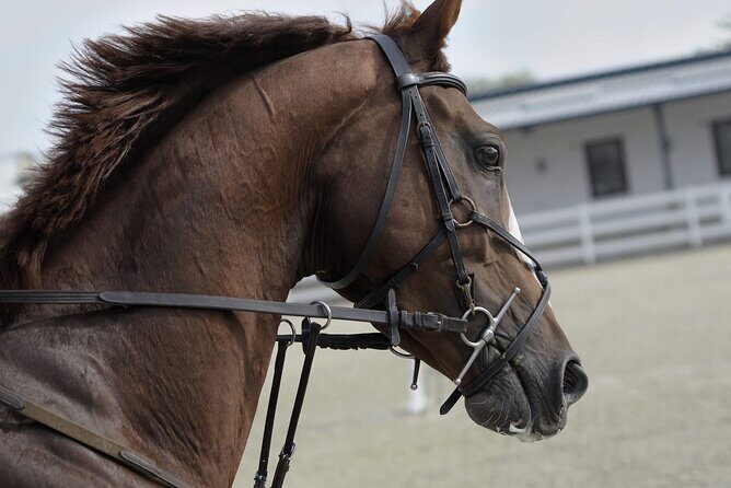Private Horse and Camel Riding Experience in Doha - An In-Depth Look at the Experience