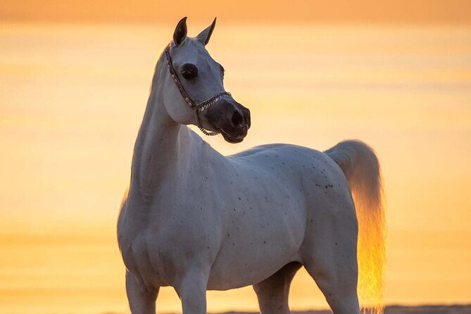 Private Horse and Camel Riding Experience in Doha - FAQ