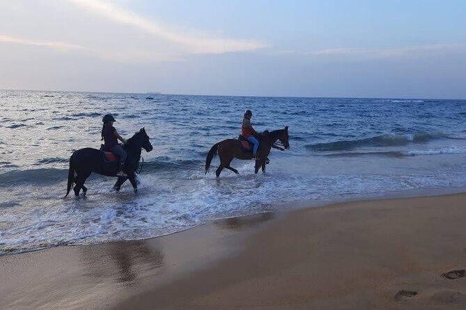 Private Horse Riding Activity in Port City - The Sum Up