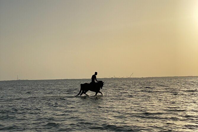 Private Horse Riding Experience at Red Sea - An In-Depth Look at the Horse Riding Adventure