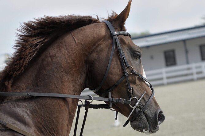 Private Horseback Riding Experience in Doha - Discovering the Private Horseback Experience in Doha