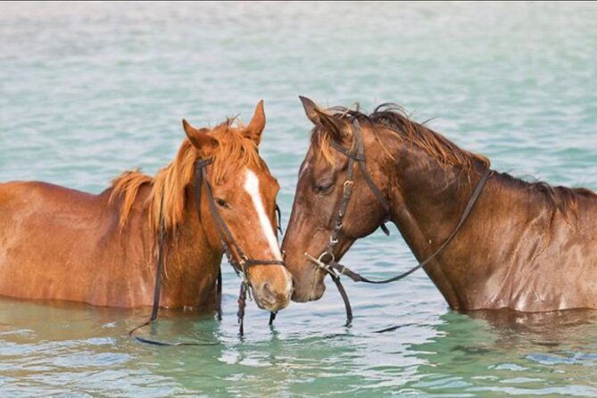 private-horseback-riding-swim-blue-hole-secret-falls