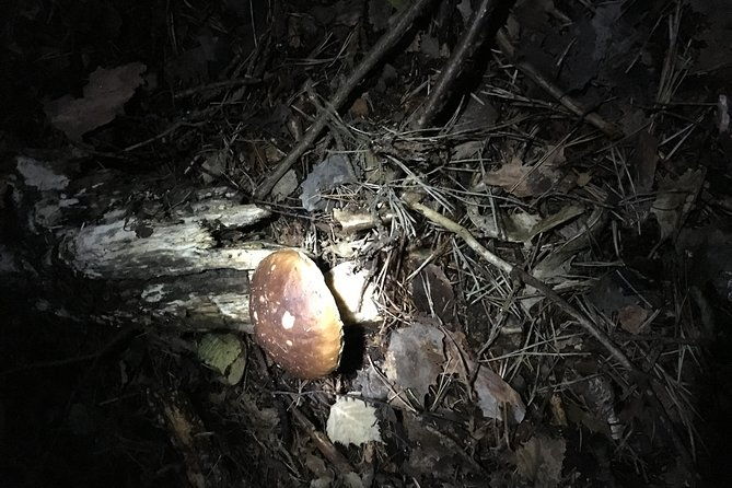 private-hunting-of-truffle-and-mushrooms-with-chef-luigi-gandola-in-bellagio-2