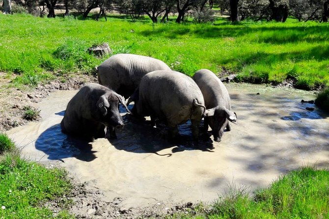 private-iberian-ham-tour-to-the-sierra-de-aracena