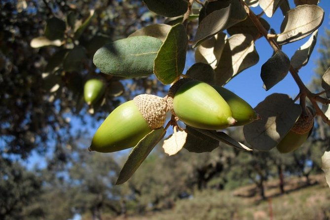 private-iberian-ham-tour-to-the-sierra-de-aracena
