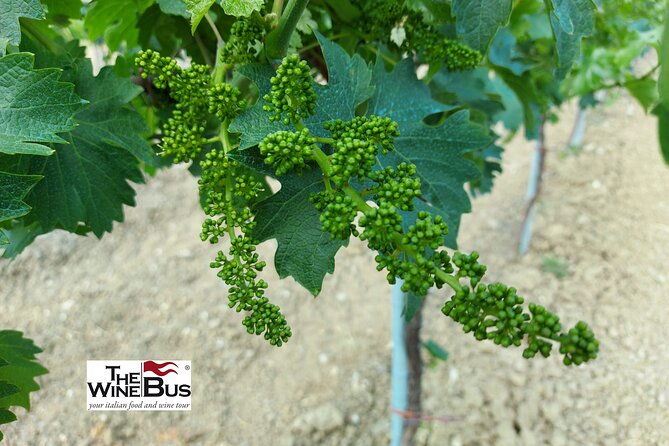 private-irpinia-gourmet-tour-from-positano-praiano-or-amalfi