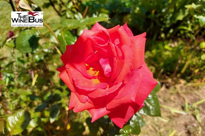 private-irpinia-wine-tour-from-naples-with-sommelier-2