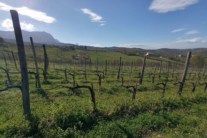 private-irpinia-wine-tour-from-positano-amalfi-or-ravello