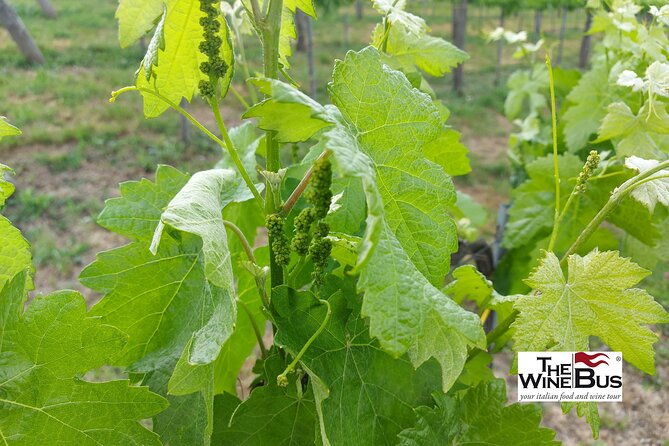 private-irpinia-wine-tour-from-sorrento-with-wine-expert