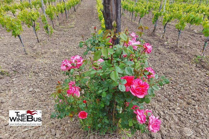 private-irpinia-wine-tour-from-sorrento-with-wine-expert