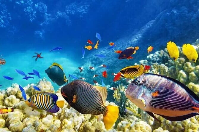 Private Island Hopping in Nasuluan, Hiltotongan and Caohngan - Key Points