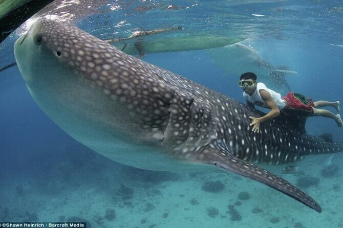 Private Island Hopping in Nasuluan, Hiltotongan and Caohngan - Lunch and Free Time at Caohagan Island
