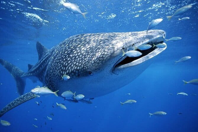 Private Island Hopping in Nasuluan, Hiltotongan and Caohngan - Final Snorkel at Hilutongan