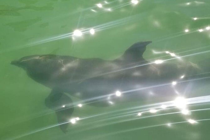 private-island-paradise-dolphin-shelling-birding-eco-boat-tour