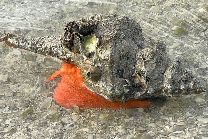 private-island-paradise-dolphin-shelling-birding-eco-boat-tour