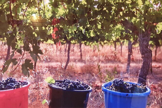 Private Israeli Wines Tour of the Central Israel - Practical Details and Value