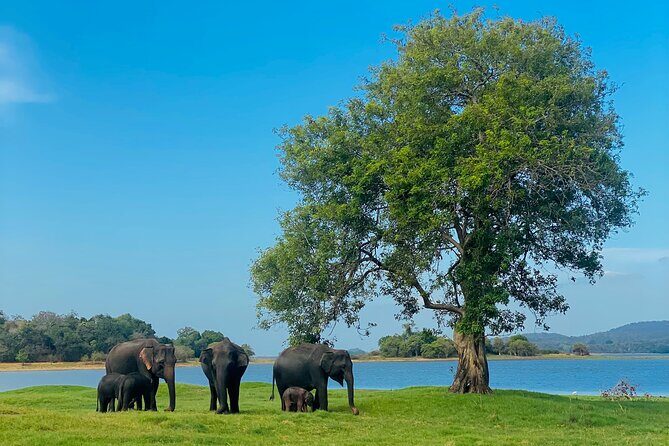 Private Jeep Safari at Minneriya and Kaudulla National Parks - An In-Depth Look at the Jeep Safari Experience