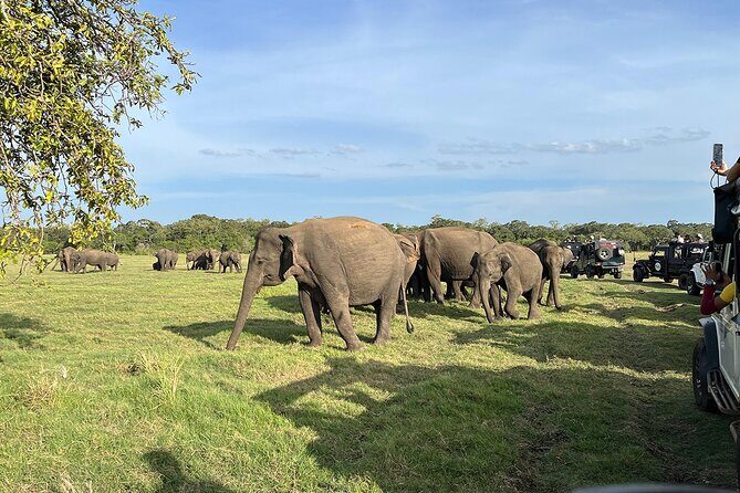 Private Jeep Safari at Minneriya National Parks - An In-Depth Look at the Safari Experience