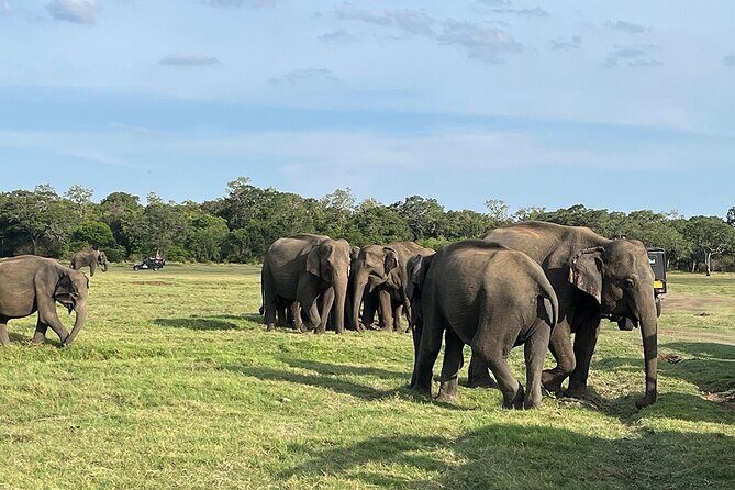 Private Jeep Safari at Minneriya National Parks - Final Thoughts