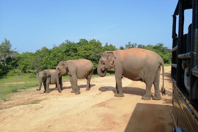 Private Jeep Safaris Tour in Yala National Park - Key Points