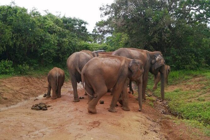 Private Jeep Safaris Tour in Yala National Park - The Practical Details: Transportation, Price, and Booking