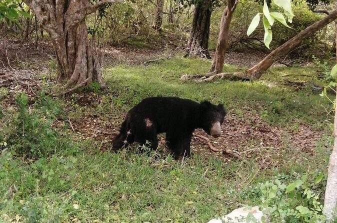 Private Jeep Safaris Tour in Yala National Park - The Sum Up