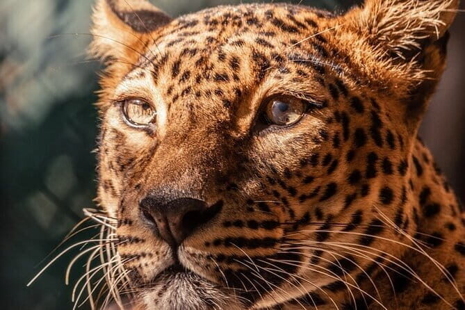 Private Jeep Safaris Tour in Yala National Park - What the Tour Includes and How It Works