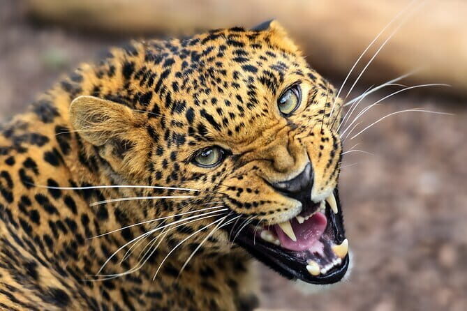 Private Jeep Safaris Tour in Yala National Park - FAQ