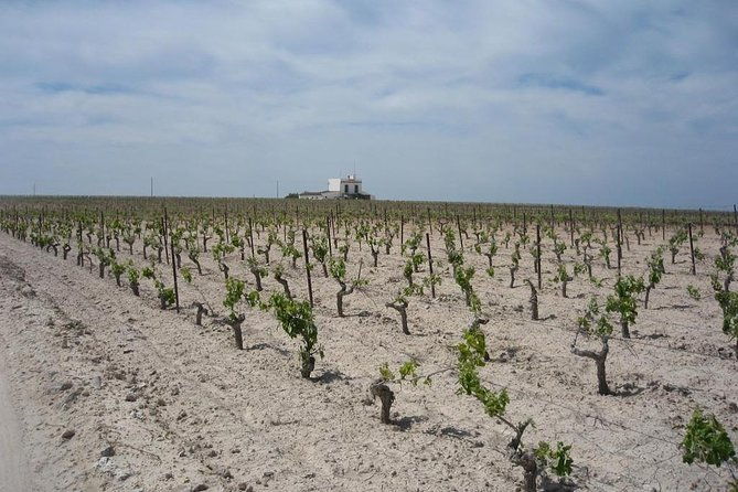 private-jerez-winery-and-jerez-brandy-experience-from-seville-hotel-pick-up