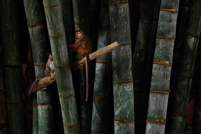 Private Kandy Day Tour From Negombo - Who Is This Tour Best For?