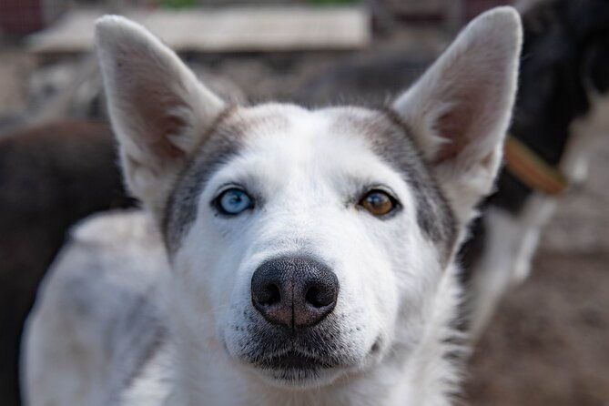 private-kennel-visit-and-atv-tour-with-the-huskies-2