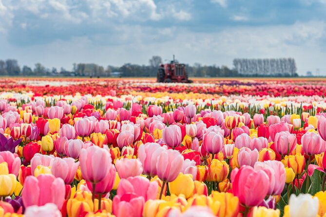 private-keukenhof-gardens-and-tulip-fields-tour-from-amsterdam-2