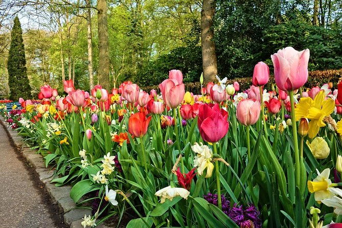 private-keukenhof-gardens-and-tulip-fields-tour-from-amsterdam