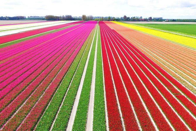 private-keukenhof-tulip-fields-tour-from-amsterdamskip-the-line