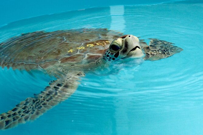 private-key-west-snorkeling-adventure