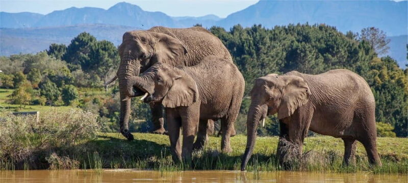 Private Knysna Tour - Full Day - What to Expect from Your Full-Day Knysna Adventure