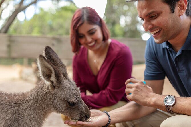 Private Koala Park Sanctuary Minivan Tour Sydney - Who Is This Tour Best For?