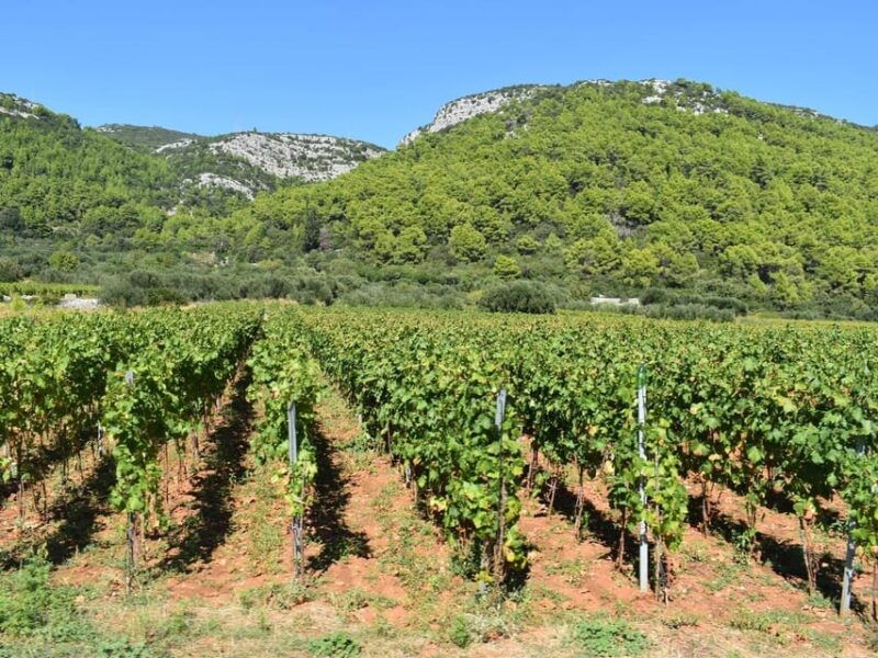 private-korcula-island-wine-sightseeing-tour
