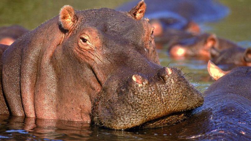 Private Kruger Full Day Safari from Hazyview - An In-Depth Look at this Kruger Safari