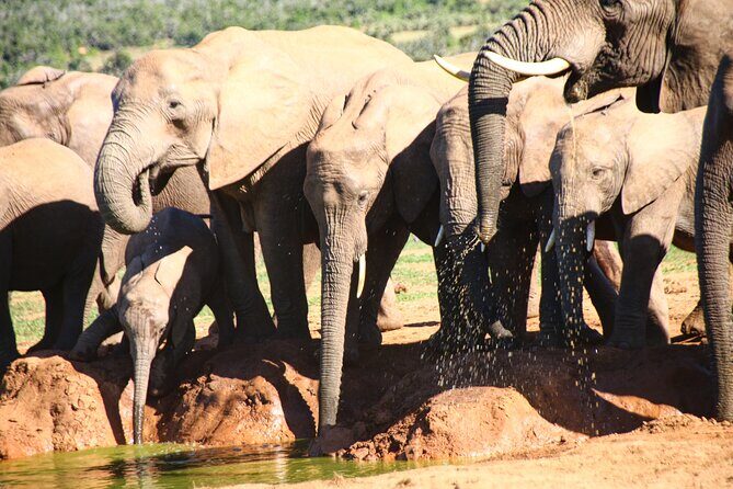 Private Kruger Park Safari and Panorama Route - Who is This Tour Best For?