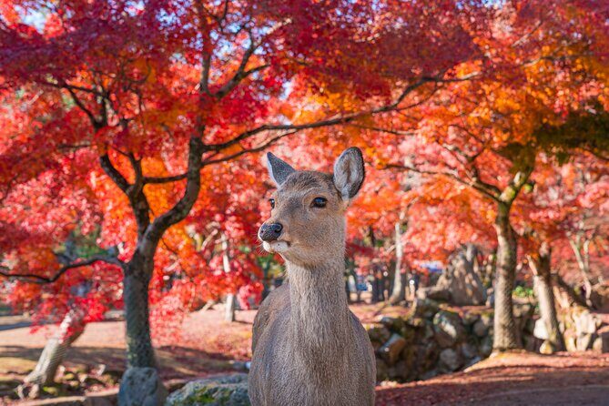 Private Kyoto Nara Tour by Car with Deer, Buddha and More - What’s Included and What’s Not